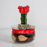 Red Moon Cactus Plant vase