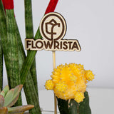 Snake Plant, African Spear & Moon Cactus Set