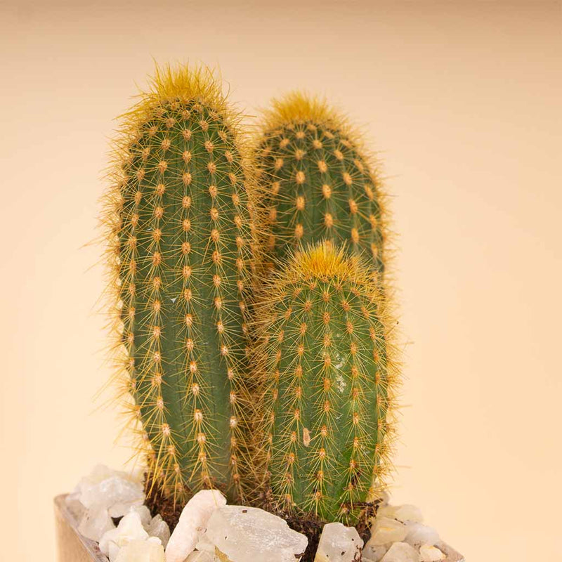 Cactus Vase