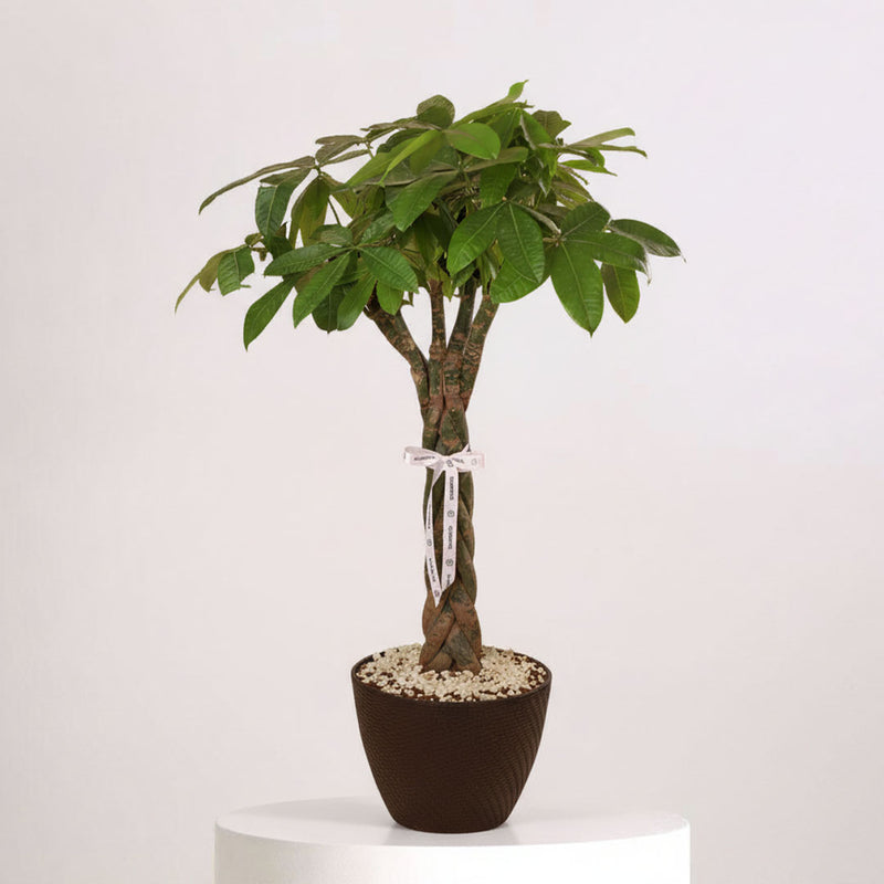 Money Tree Good Luck Plant