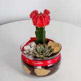 Red Moon Cactus Plant vase