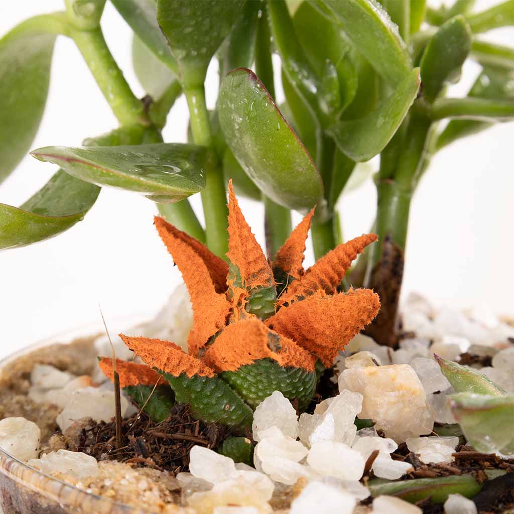 Desert Oasis Vase
