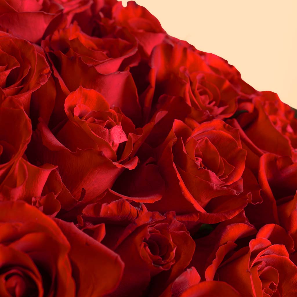 Soul & More Coco Set Of 2 | 15 Red Rose Bouquet