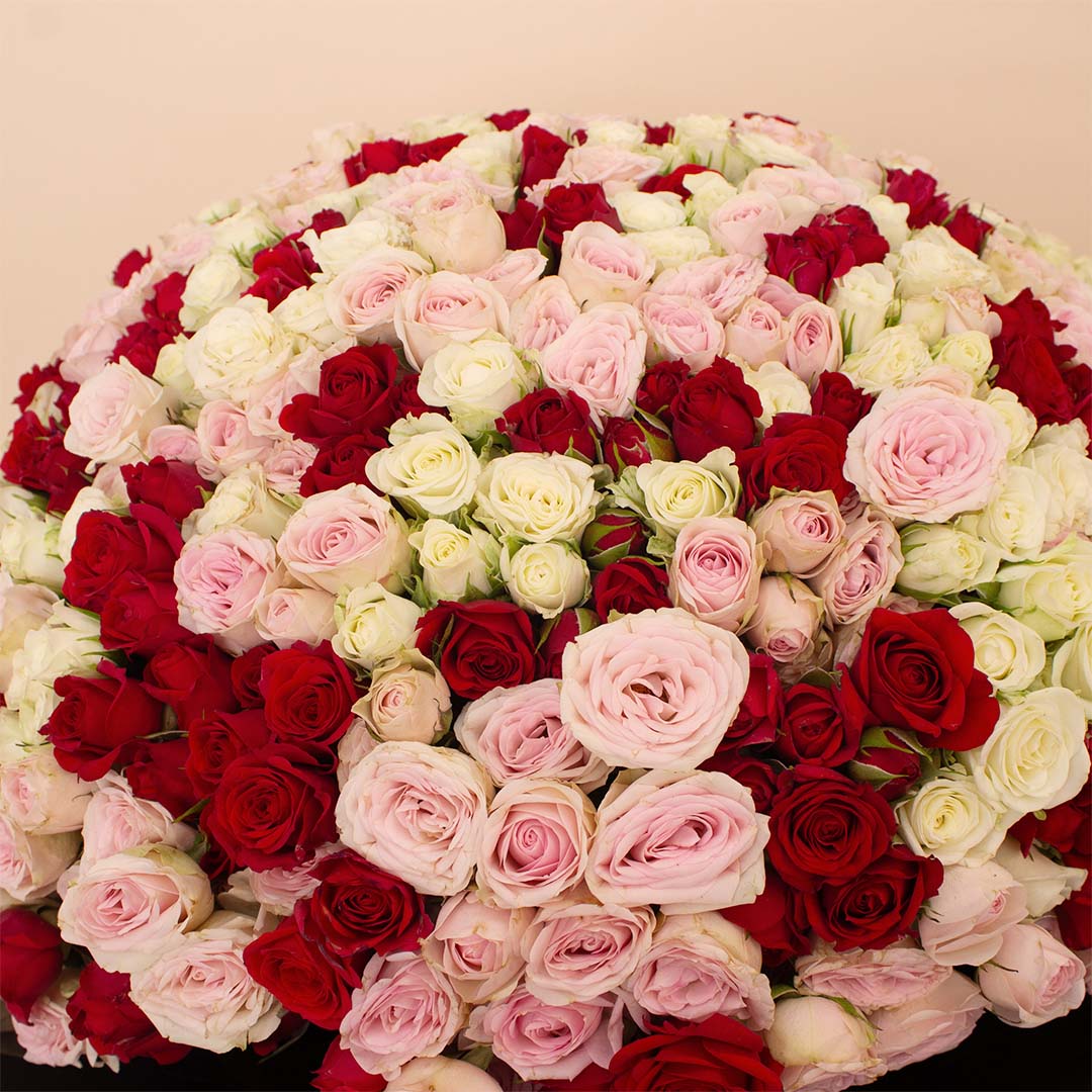 Flowrista | Bouquet of 250 White, Pink & Red Roses