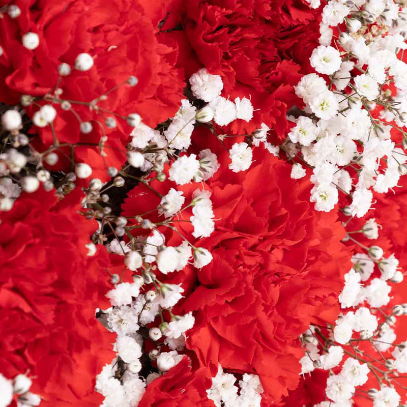 Carnation Rose Harmony