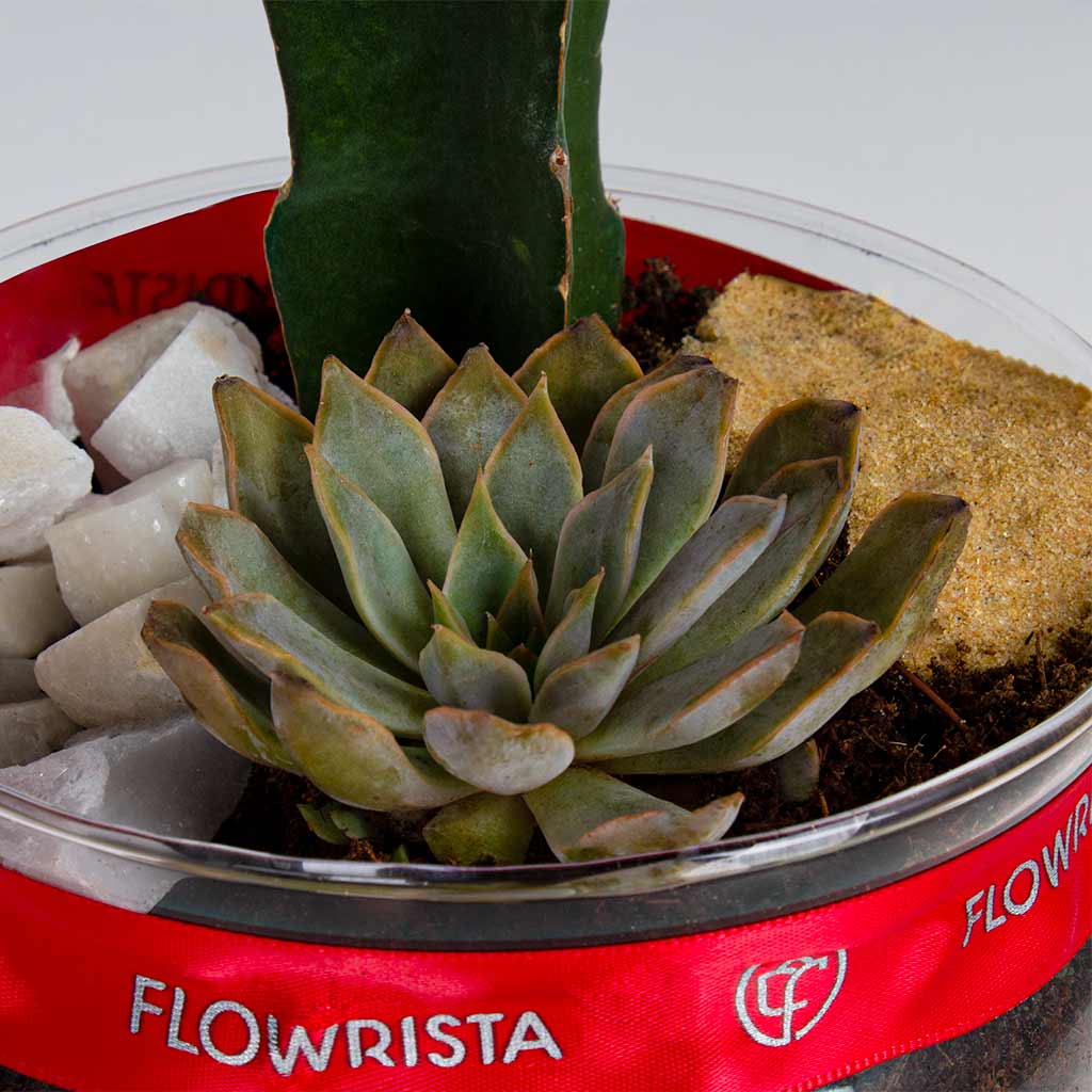 Red Moon Cactus Plant vase