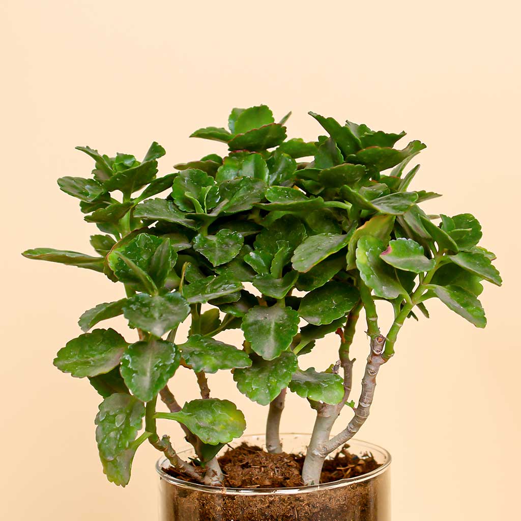 Green Elegance Vase | Kalanchoe Plant in Clear Glass Vase
