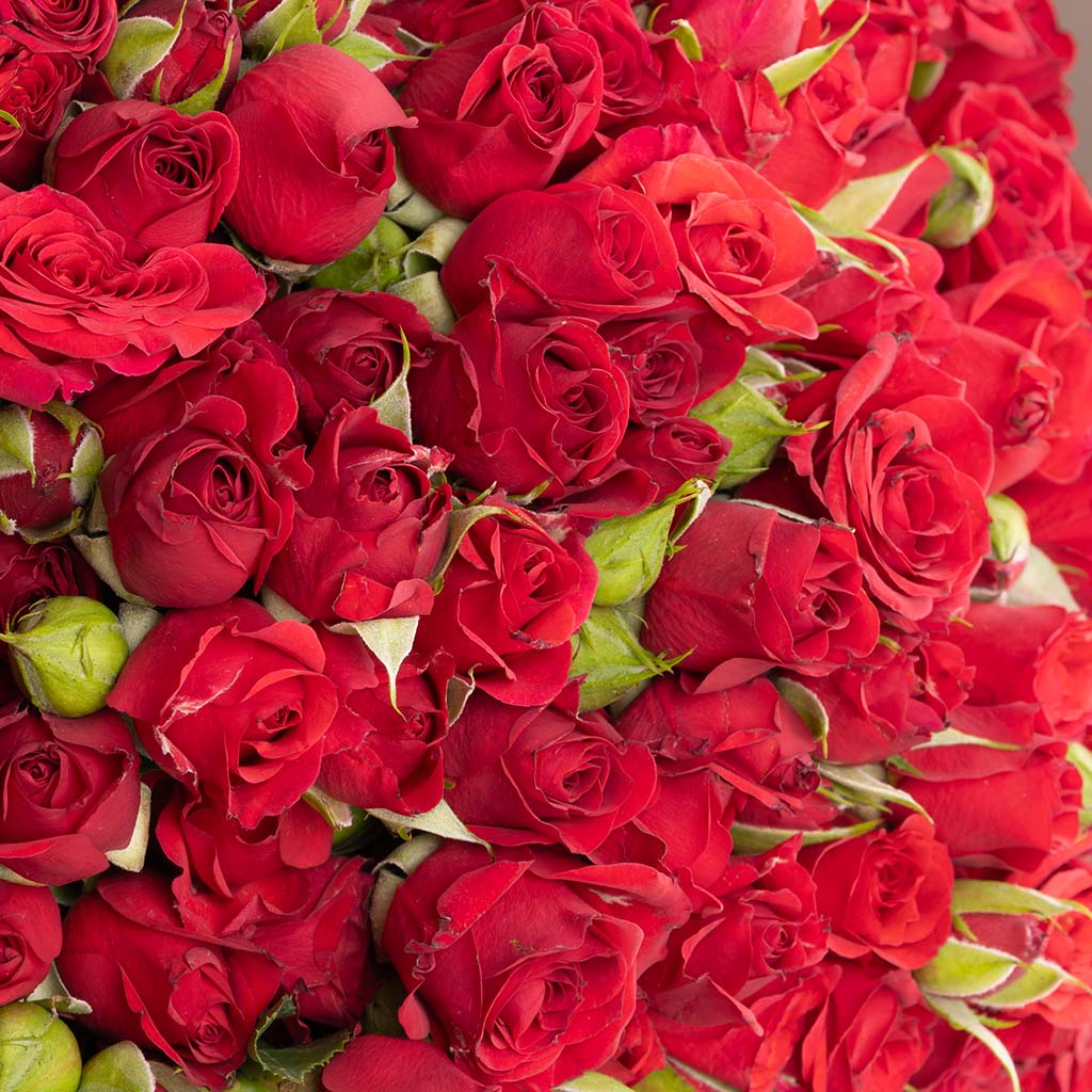Red Baby Roses Bouquet - 30 Roses