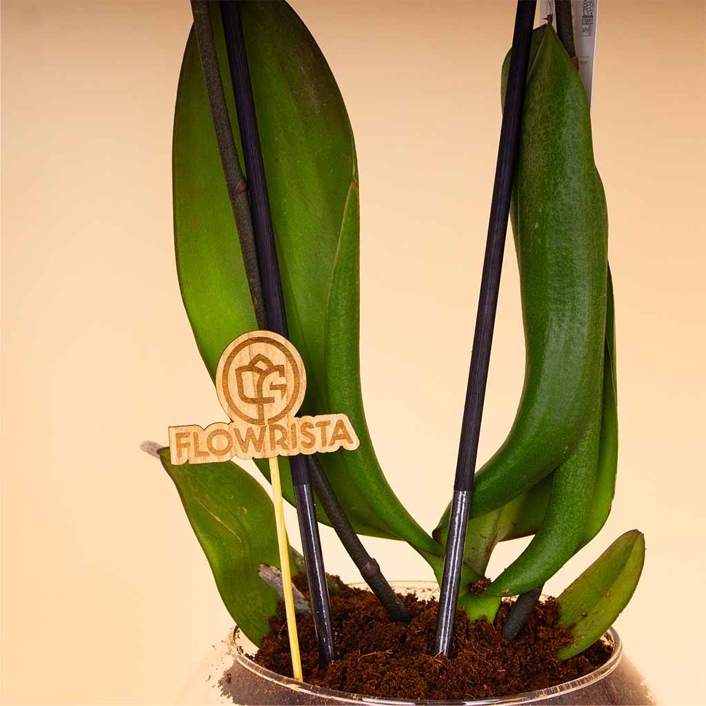 Flowrista | Deep Purple Phalaenopsis Orchid Plant