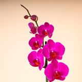 Flowrista | Deep Purple Phalaenopsis Orchid Plant