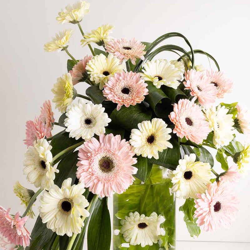 Blush Gerbera Cascade
