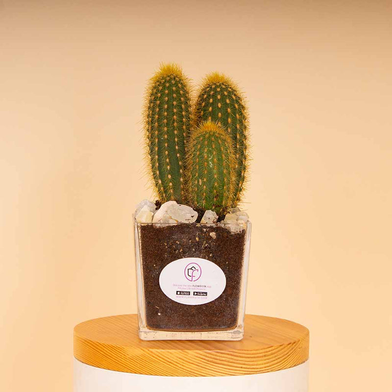 Cactus Vase