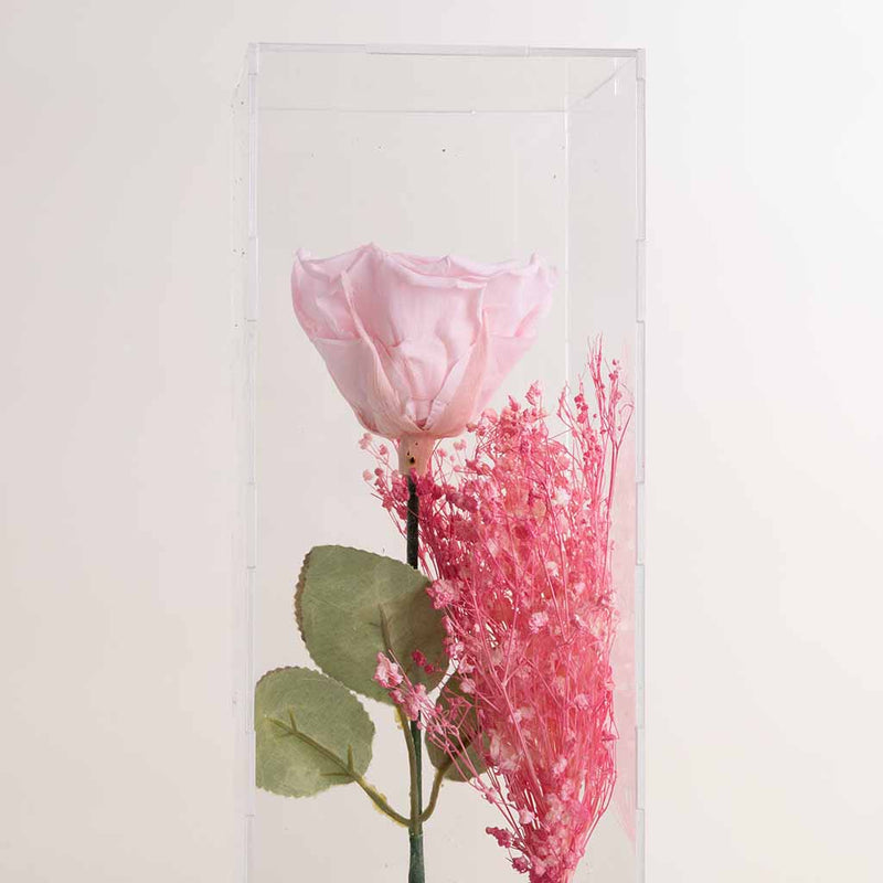 Signature Eternity pink Rose