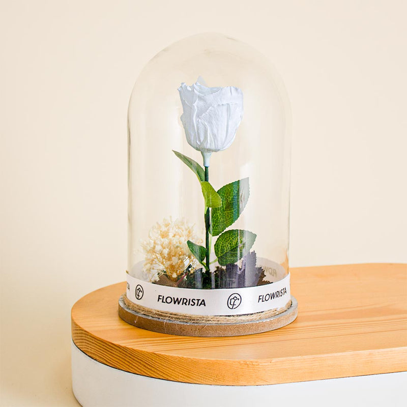 White Eternity Rose
