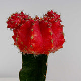Red Moon Cactus Plant vase