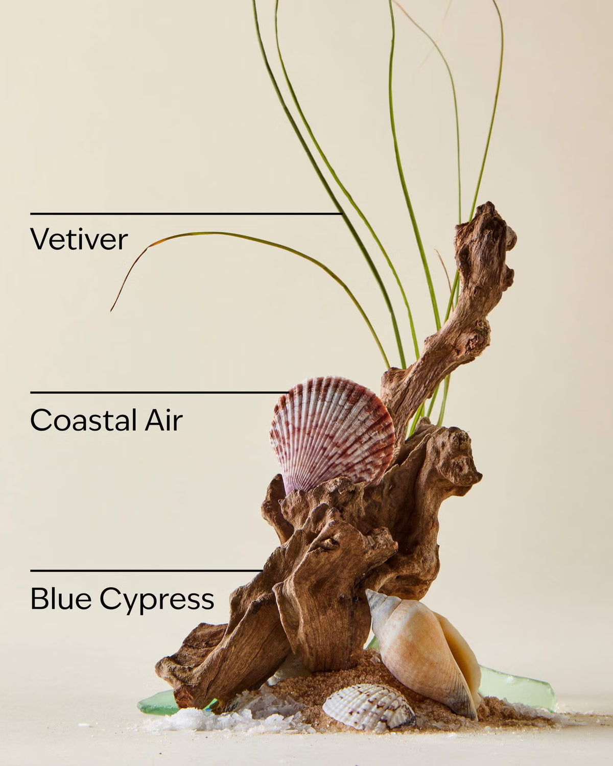 A coastal-themed artificial plant arrangement featuring a brown driftwood piece, a pink and white striped seashell, a beige conch shell, white sand, and green glass chips, with three green grass-like stems labeled 'Vetiver', 'Coastal Air', and 'Blue Cypress' on a light beige background.