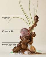 A coastal-themed artificial plant arrangement featuring a brown driftwood piece, a pink and white striped seashell, a beige conch shell, white sand, and green glass chips, with three green grass-like stems labeled 'Vetiver', 'Coastal Air', and 'Blue Cypress' on a light beige background.