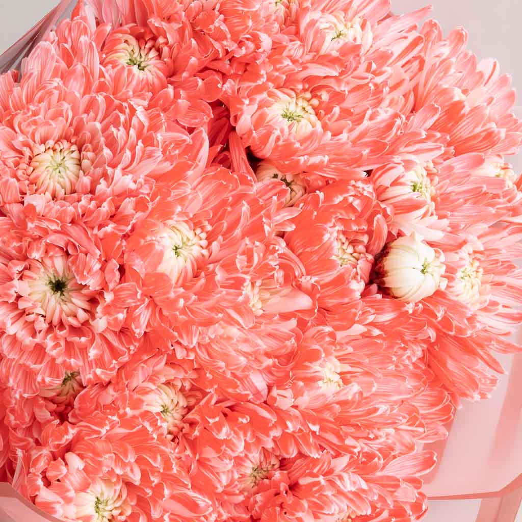 Sunlit Chrysanthemum