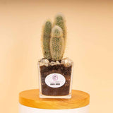 Cactus Vase - White