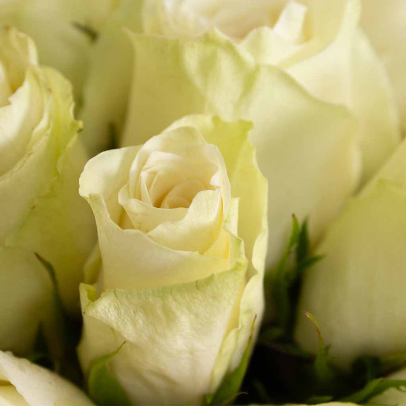 White Roses Vase