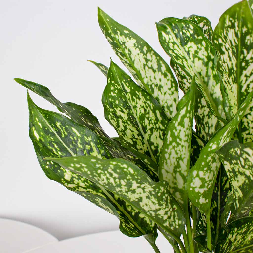 Aglaonema Plants Vase