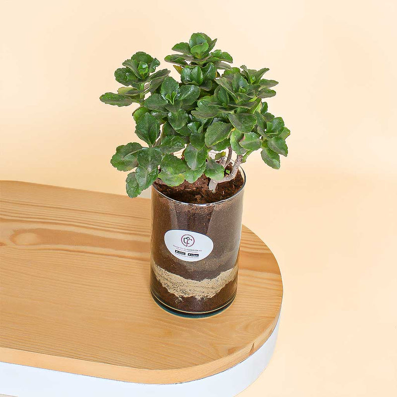 Green Elegance Vase | Kalanchoe Plant in Clear Glass Vase