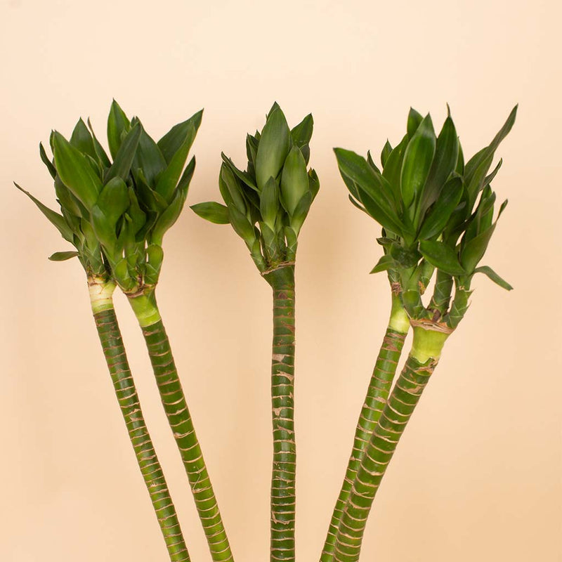 Lotus Bamboo Vase