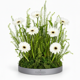 Flowrista White Gerbera Arrangement