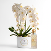 Cullinan Diamond Iris 150 ml perfume beside a two-stem white orchid plant in a Flowrista pot