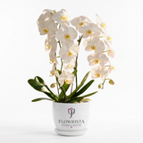 Live two-stem white Phalaenopsis orchid plant with green leaves in a white Flowrista Flowers & Moments pot