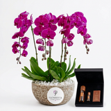 Vintage Tobacco black gift box beside a purple orchid plant in a textured Flowrista planter