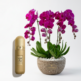 Arabian Tobacco 100 ml gold perfume bottle beside artificial dark pink orchids in a textured Flowrista planter