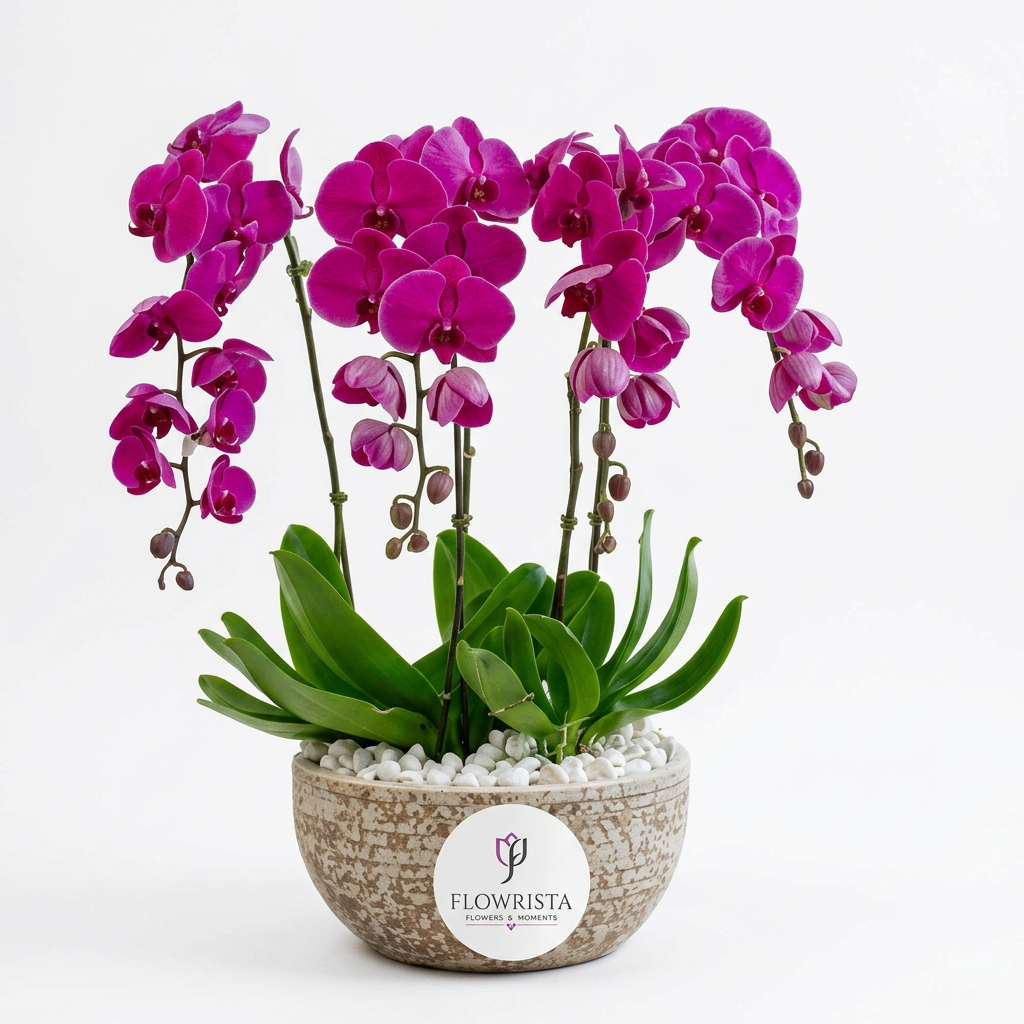 Dark pink Phalaenopsis orchid with green leaves in a textured Flowrista pot topped with white pebbles