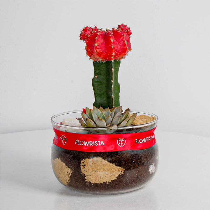 Red Moon Cactus Plant vase