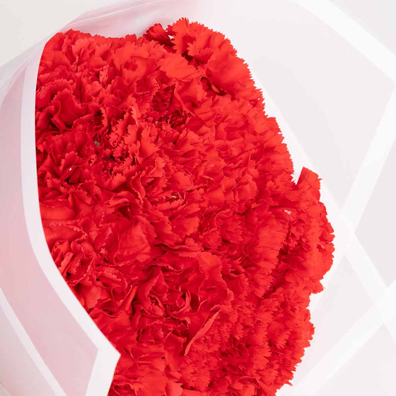 Carnation Grace