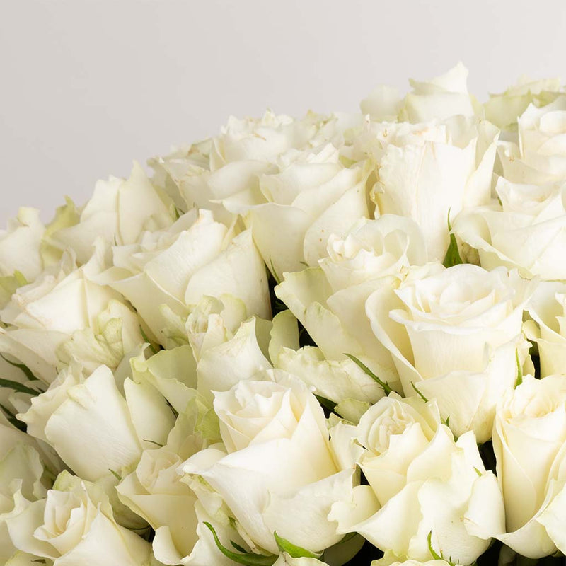 Flowrista White Rose Box - 250 Stems