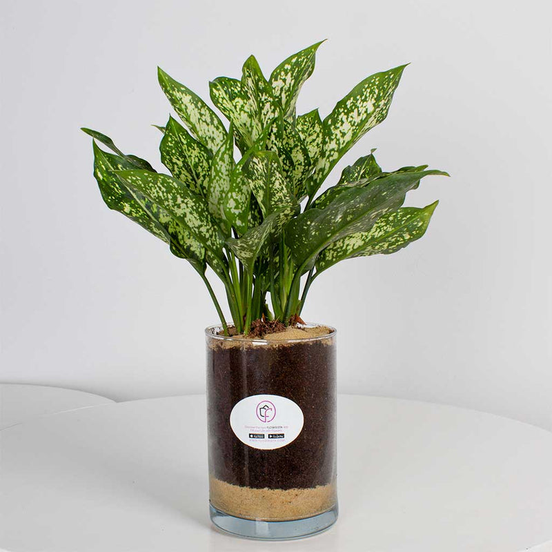 Aglaonema Plants Vase