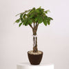 Money Tree Good Luck Plant