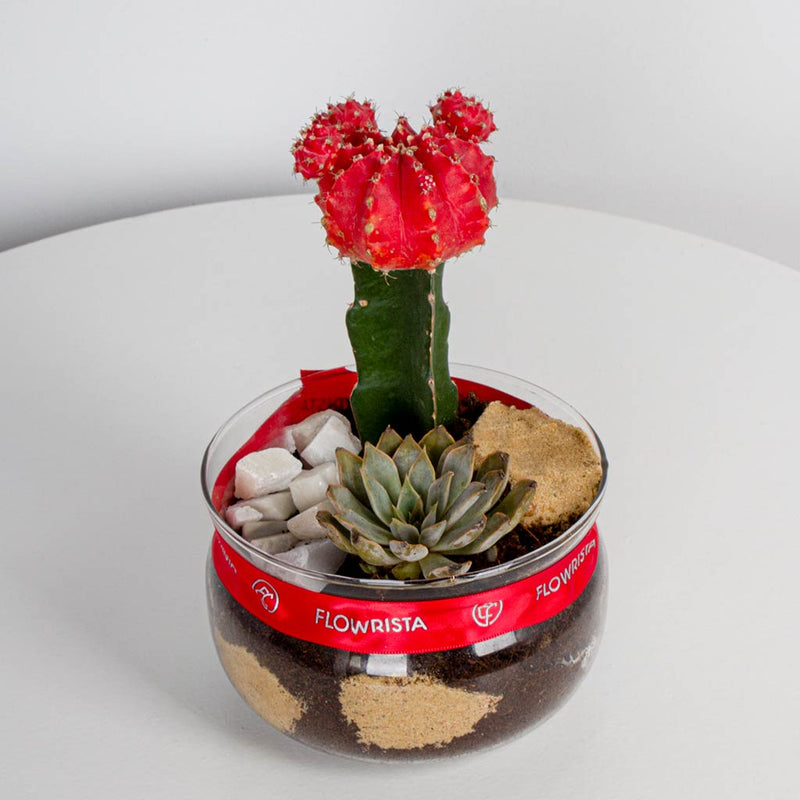 Red Moon Cactus Plant vase