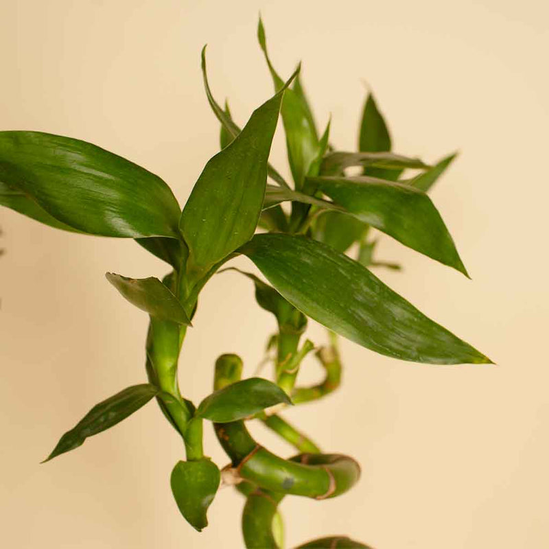 Bamboo Vase – Natural Home Décor