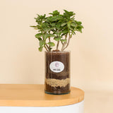 Green Elegance Vase | Kalanchoe Plant in Clear Glass Vase