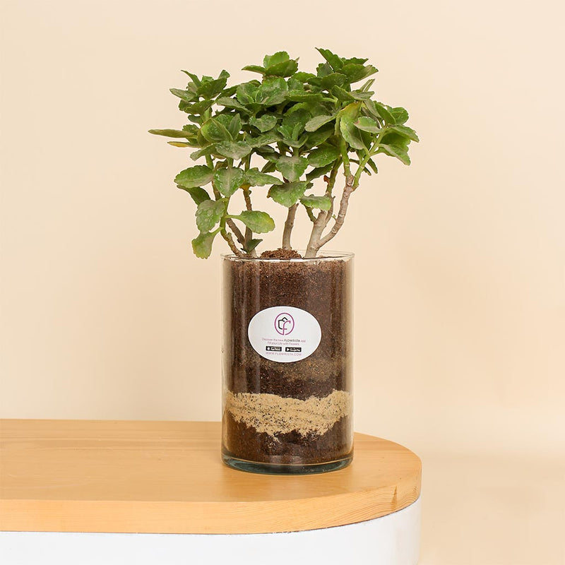 Green Elegance Vase | Kalanchoe Plant in Clear Glass Vase