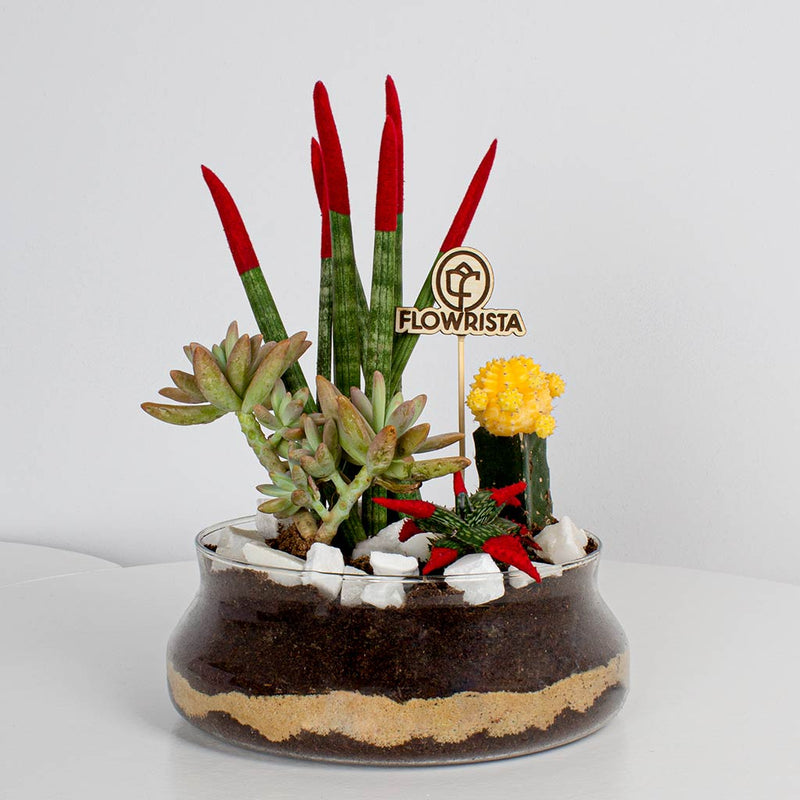 Snake Plant, African Spear & Moon Cactus Set