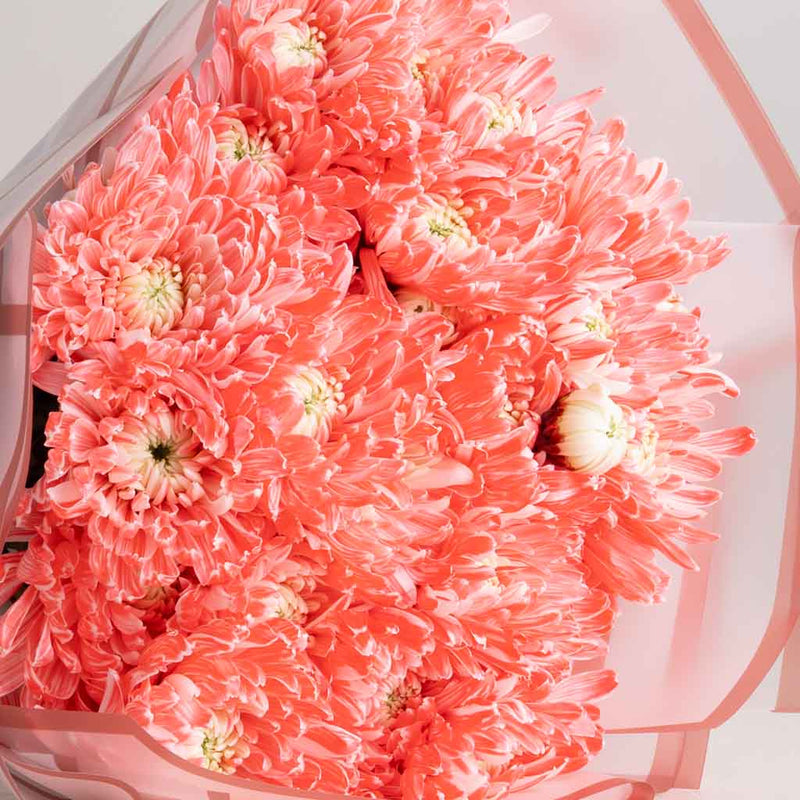 Sunlit Chrysanthemum