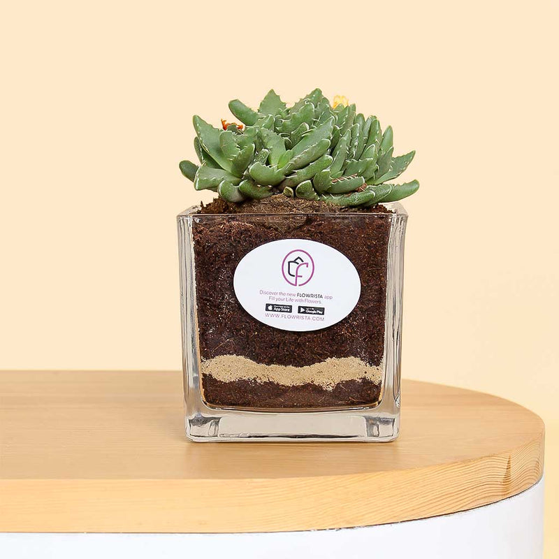 Star of Nature Vase