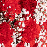 Carnation Rose Harmony