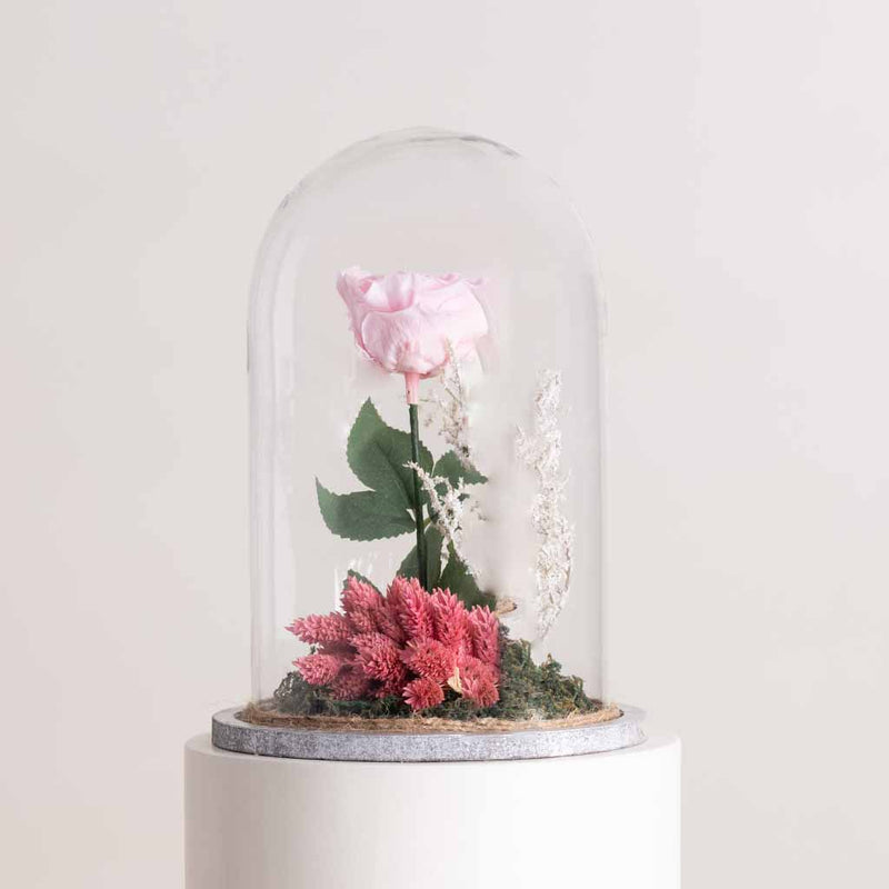 Pink Eternity Rose