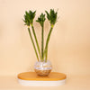 Lotus Bamboo Vase