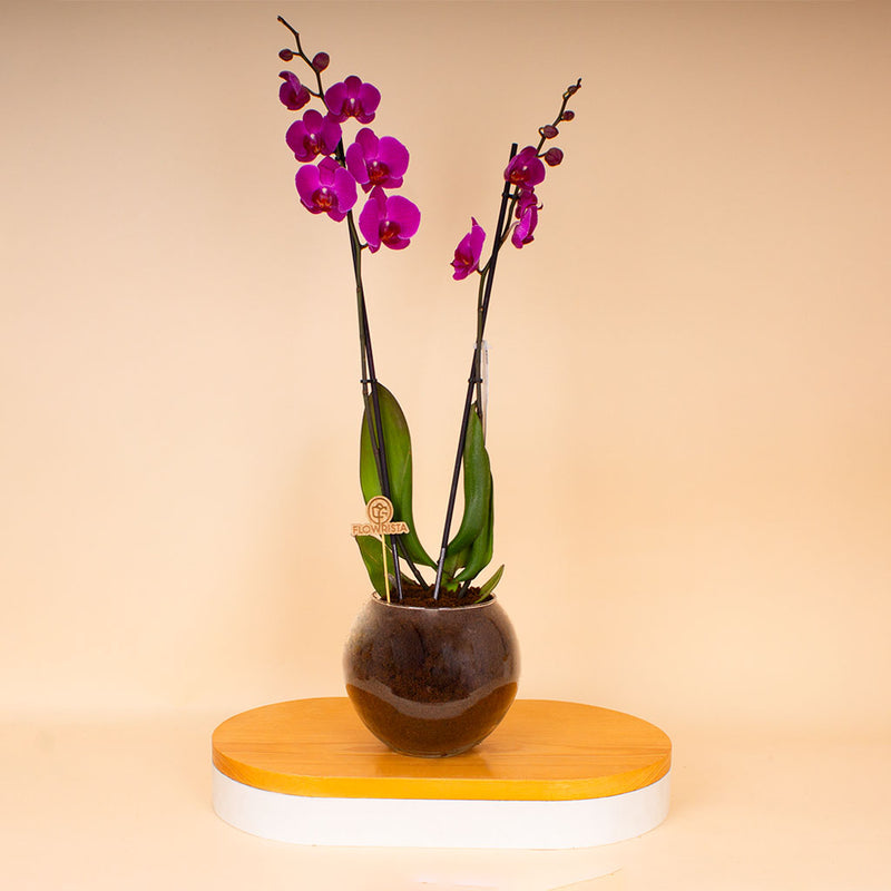 Flowrista | Deep Purple Phalaenopsis Orchid Plant