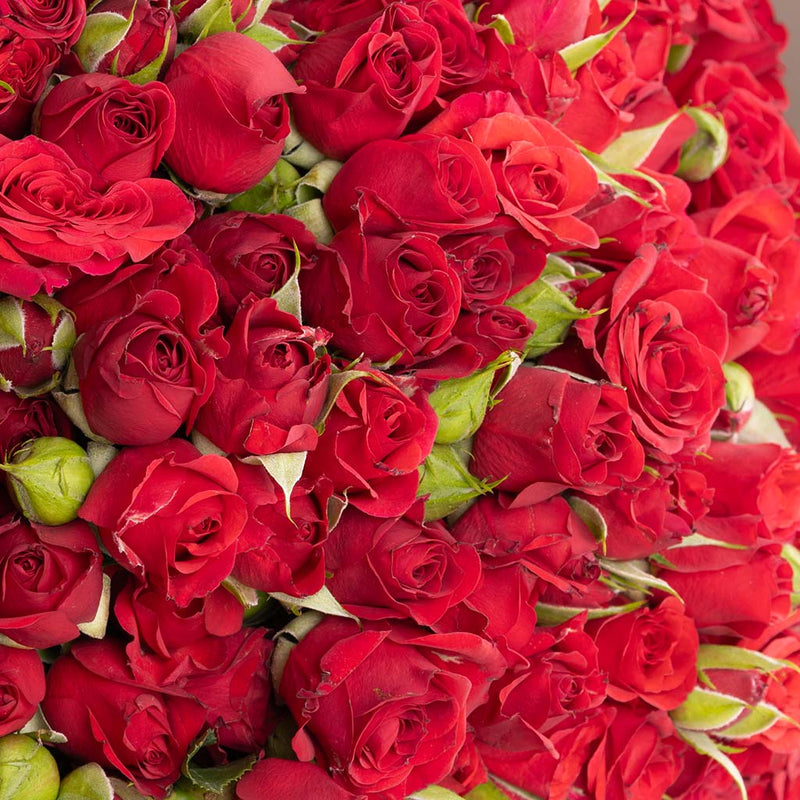 Red Baby Roses Bouquet - 30 Roses